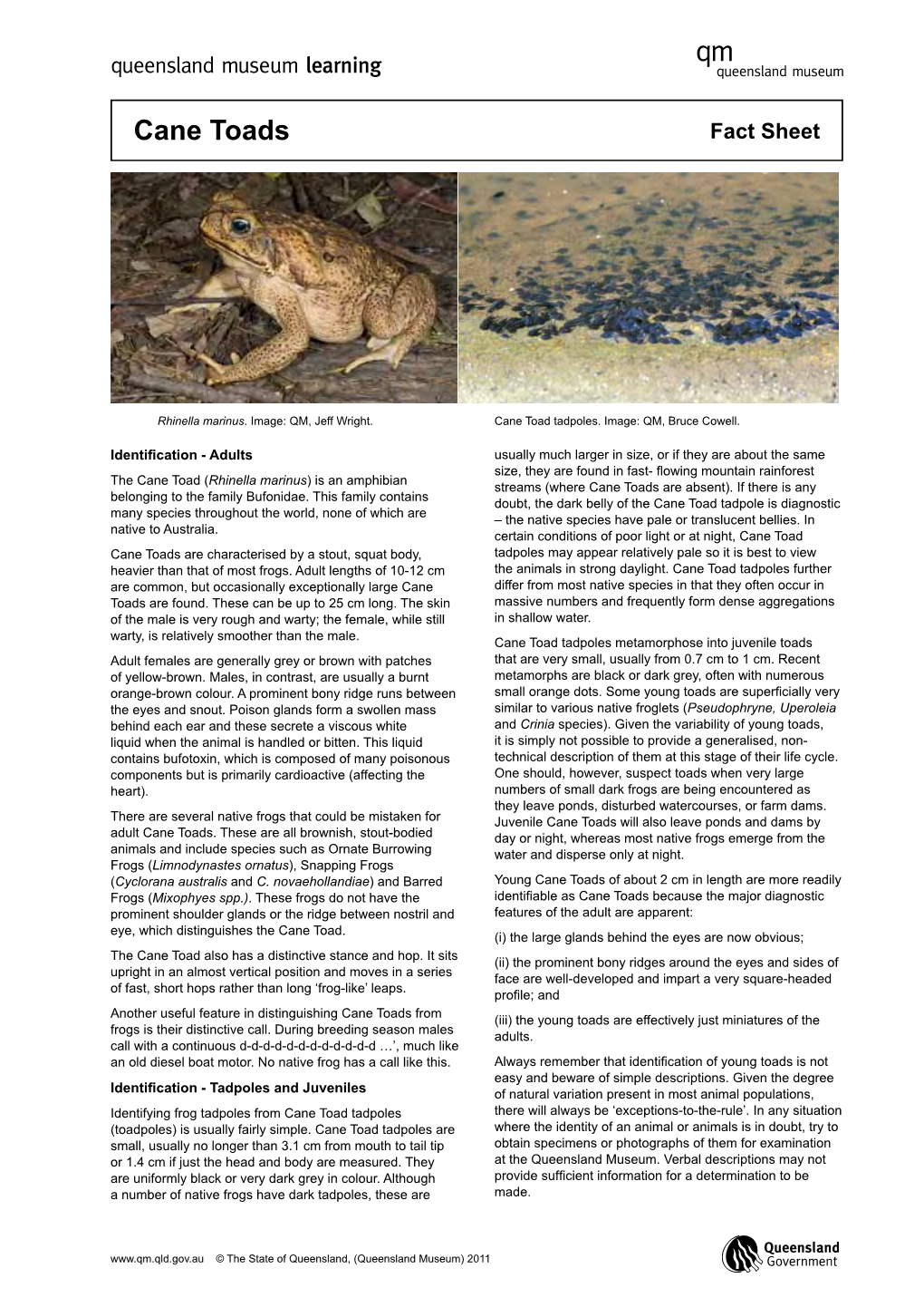 Cane Toads Fact Sheet