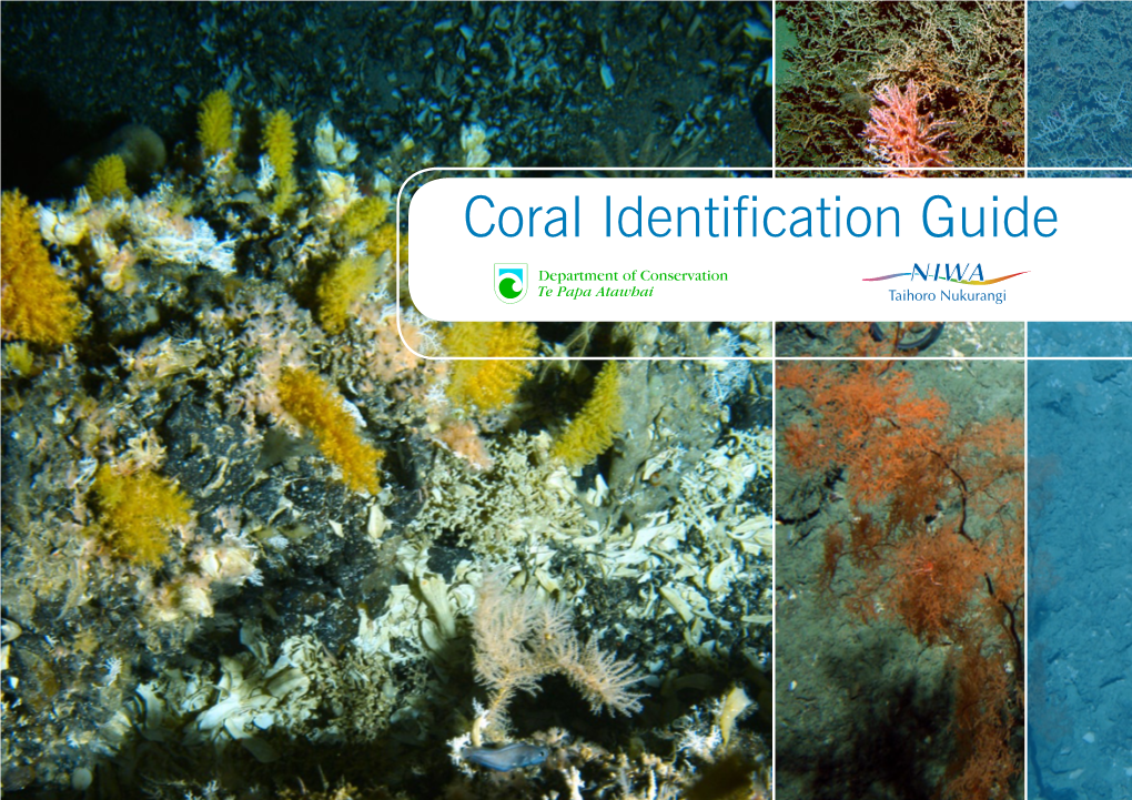 Coral Identification Guide