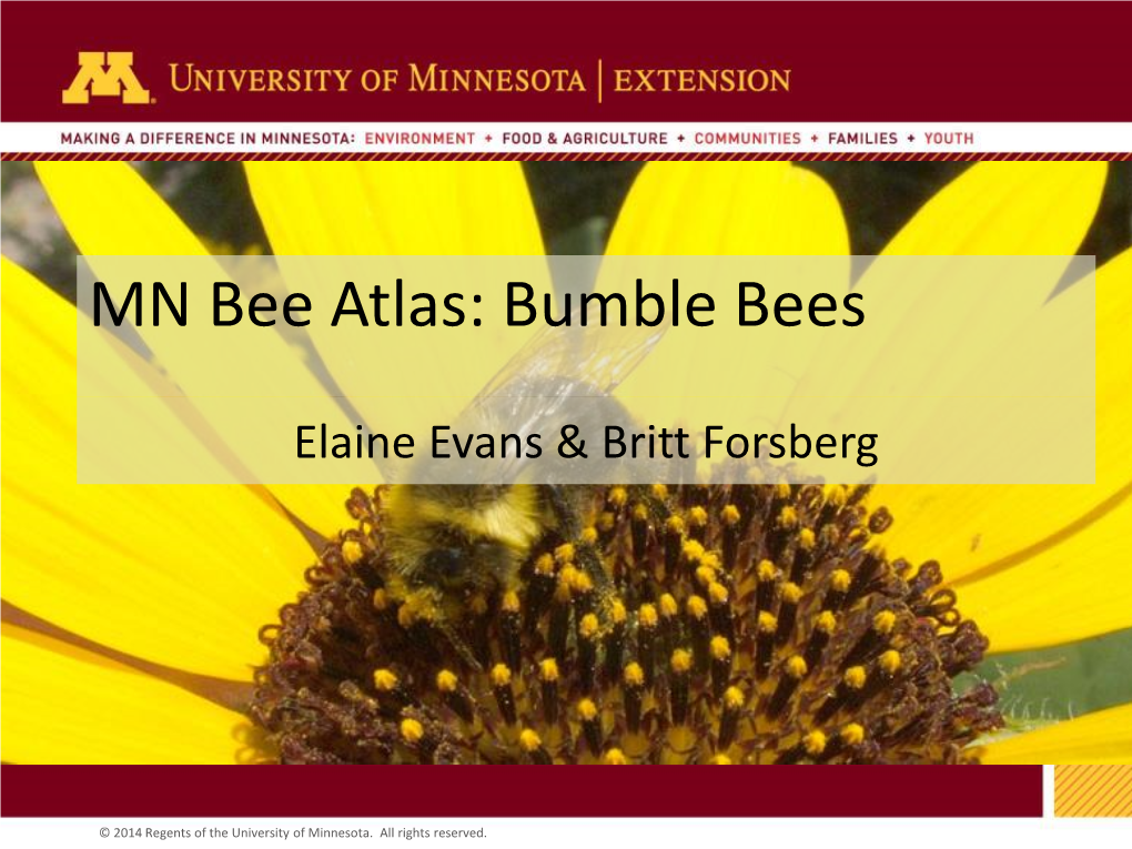 MN Bee Atlas: Bumble Bees