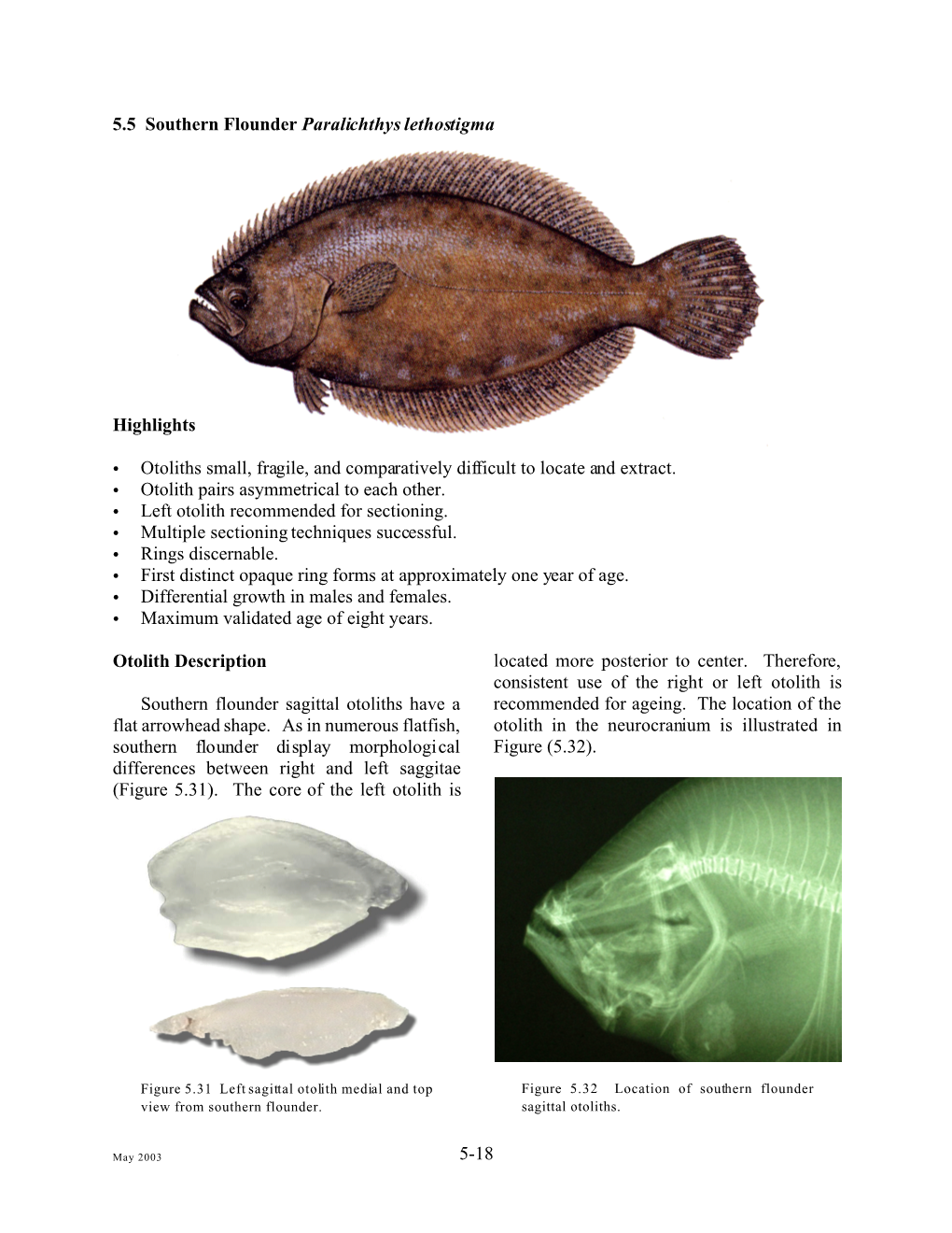 5-18 5.5 Southern Flounder Paralichthys Lethostigma Highlights C Otoliths Small, Fragile, and Comparatively Difficult to Locate