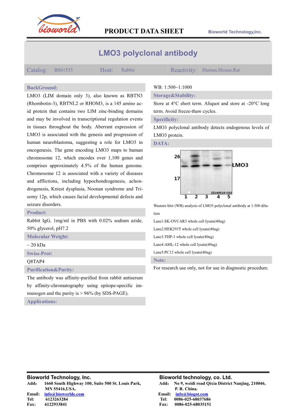 LMO3 Polyclonal Antibody