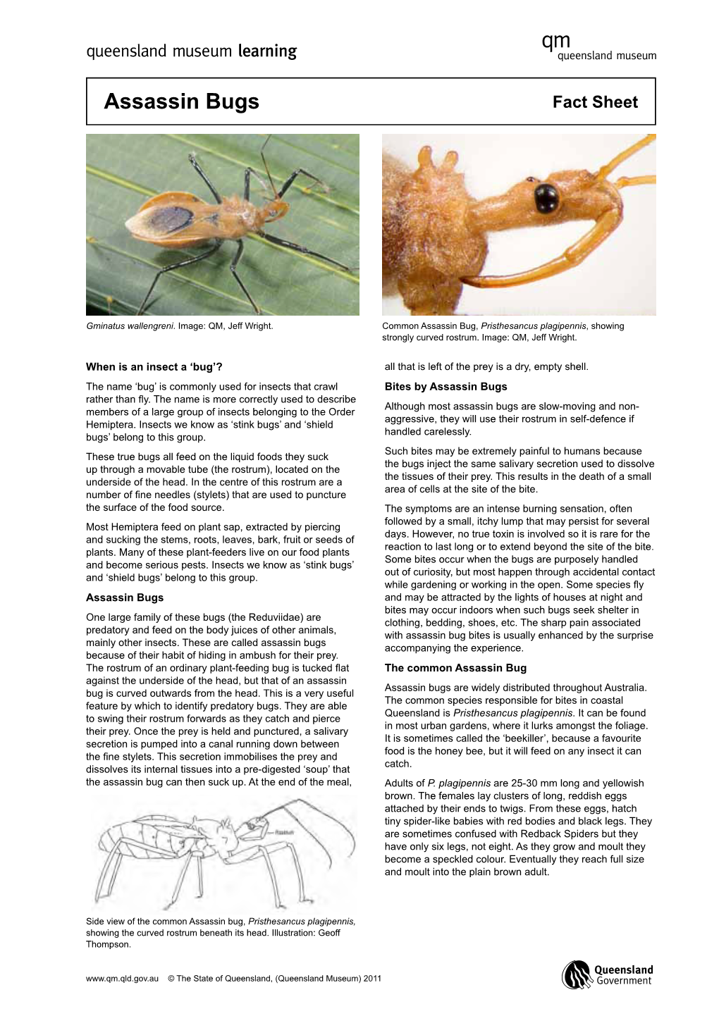 Assassin Bugs Fact Sheet