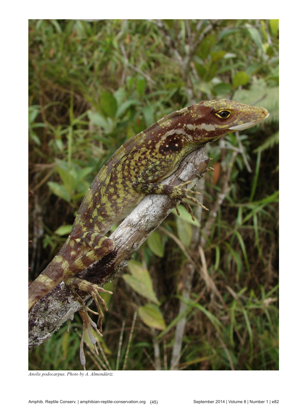 Anolis Podocarpus. Photo by A. Almendáriz