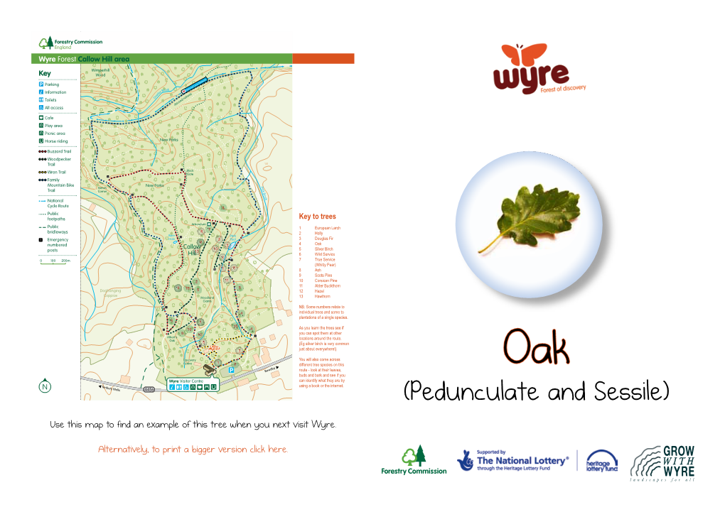 Oak Trees Were Base, but Are Wedge Shaped Often Landmarks and Are Still Found in Many Place Names Such As Sevenoaks in Kent, England