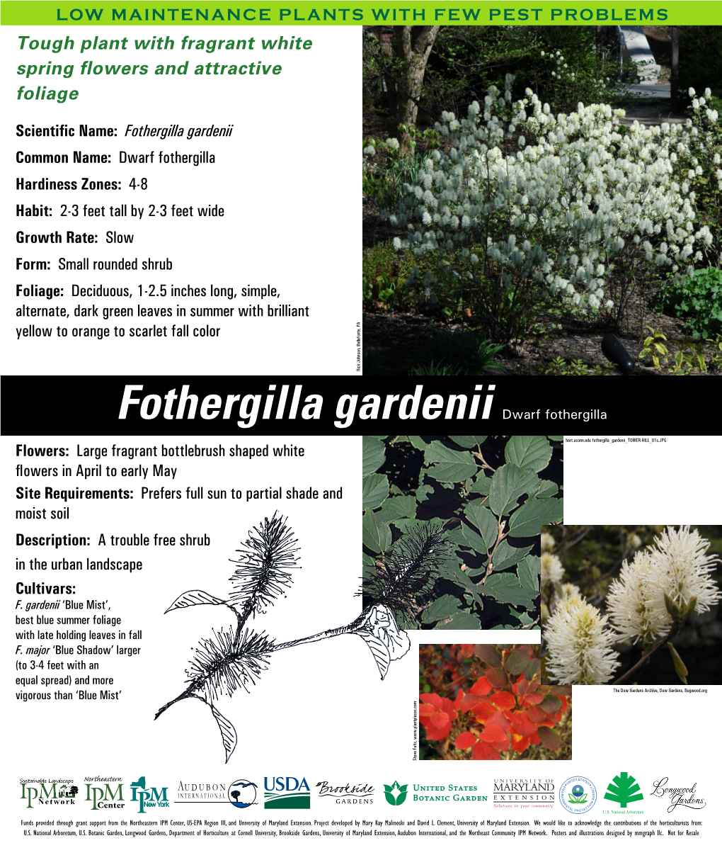 Fothergilla Gardenii