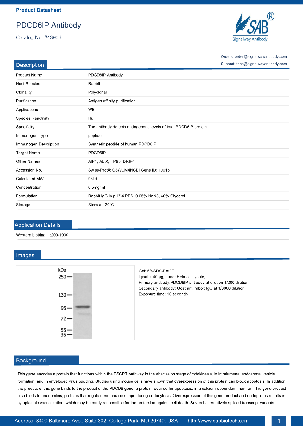 PDCD6IP Antibody