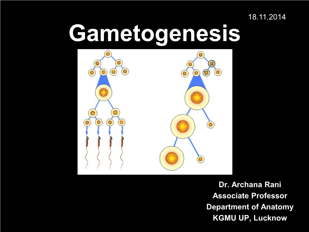 Gametogenesis [PDF]