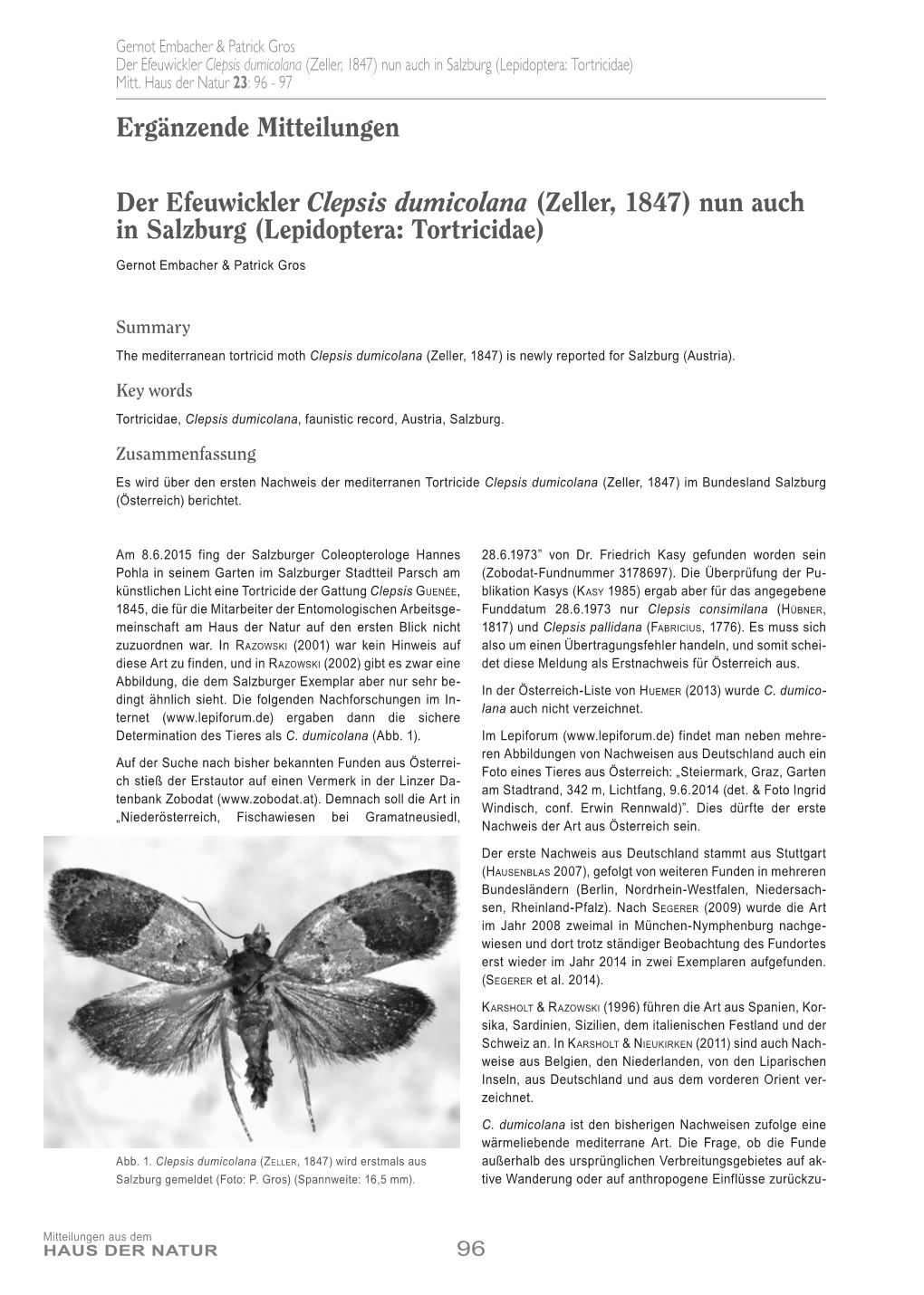 Der Efeuwickler Clepsis Dumicolana (Zeller, 1847) Nun Auch in Salzburg (Lepidoptera: Tortricidae) Mitt