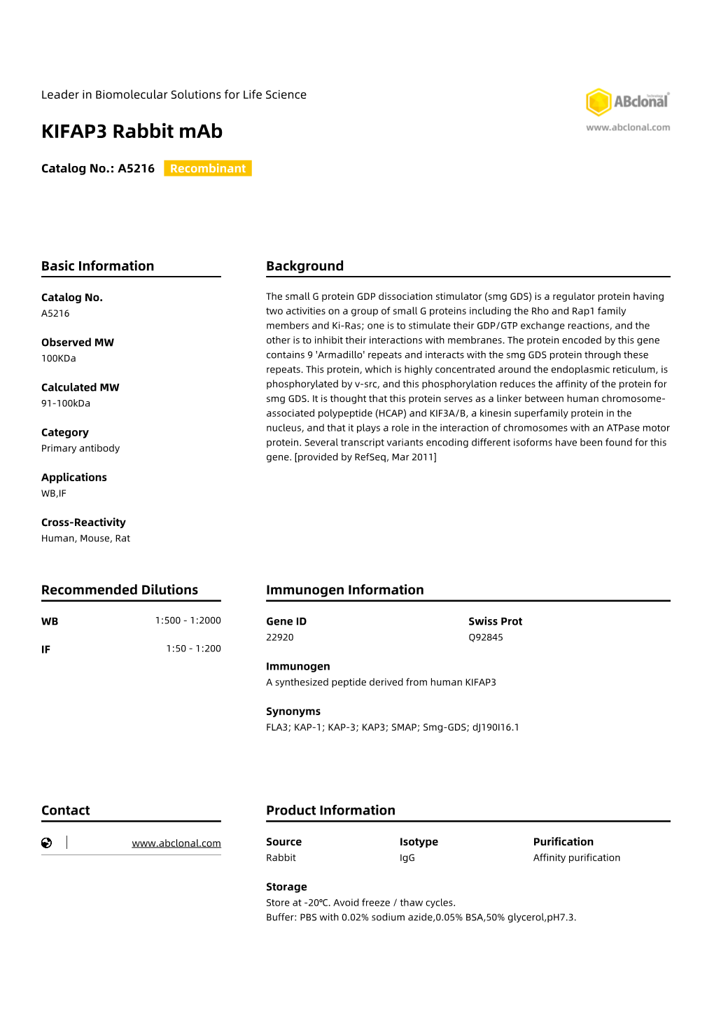 KIFAP3 Rabbit Mab