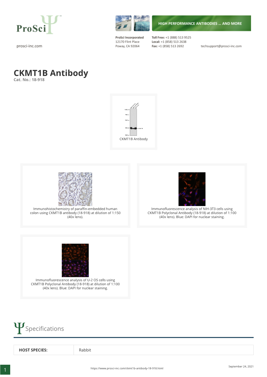CKMT1B Antibody Cat