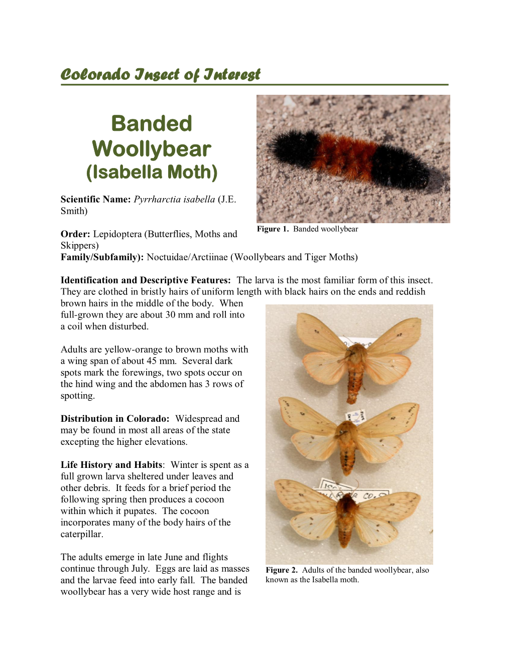Banded Woollybear (Isabella Moth)