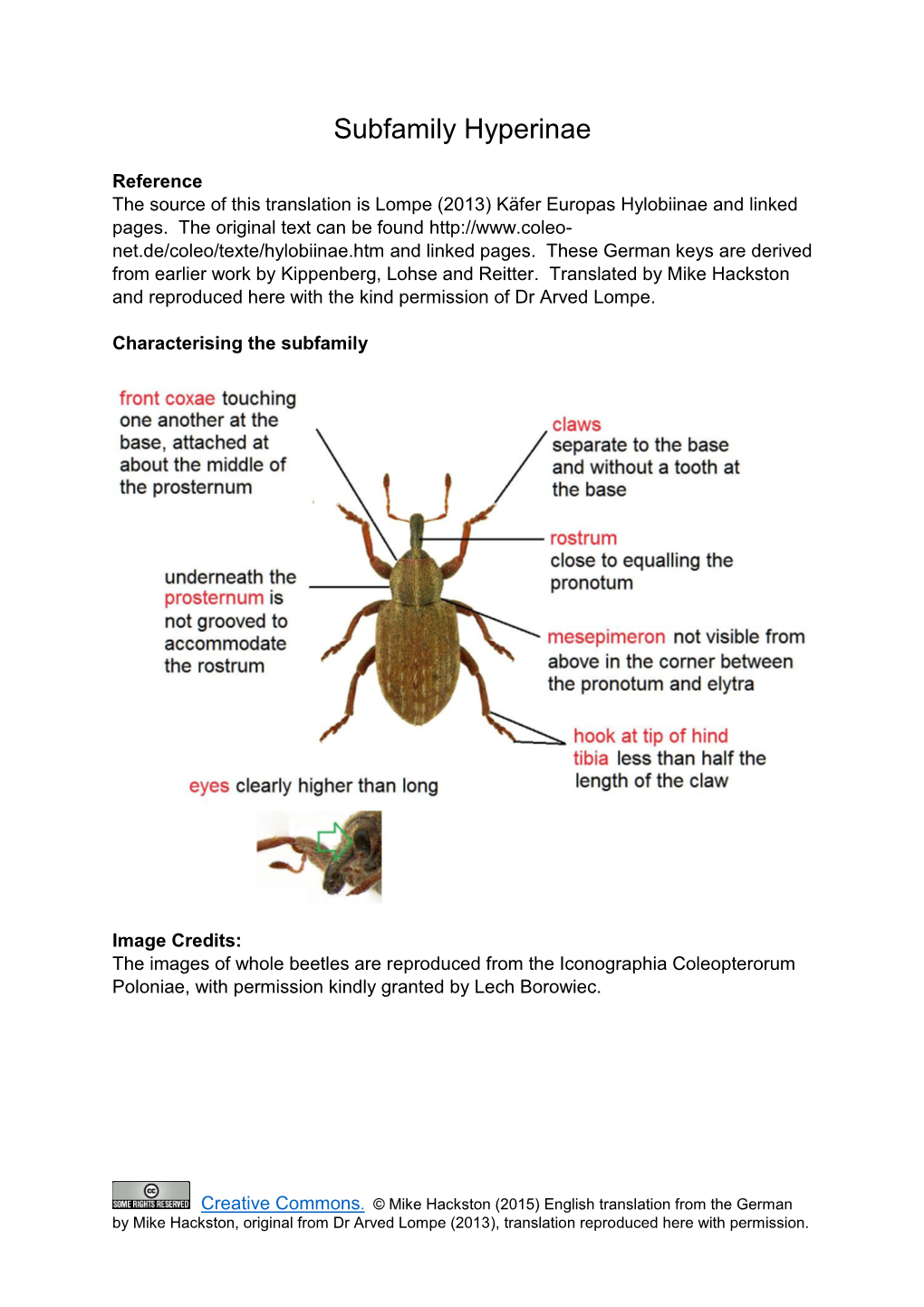 Subfamily Hyperinae