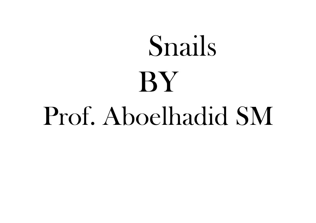 Melania Tuberculata Brackish Water Snail Pirenella Conica Amphibian Snail Vivipara Land Snail