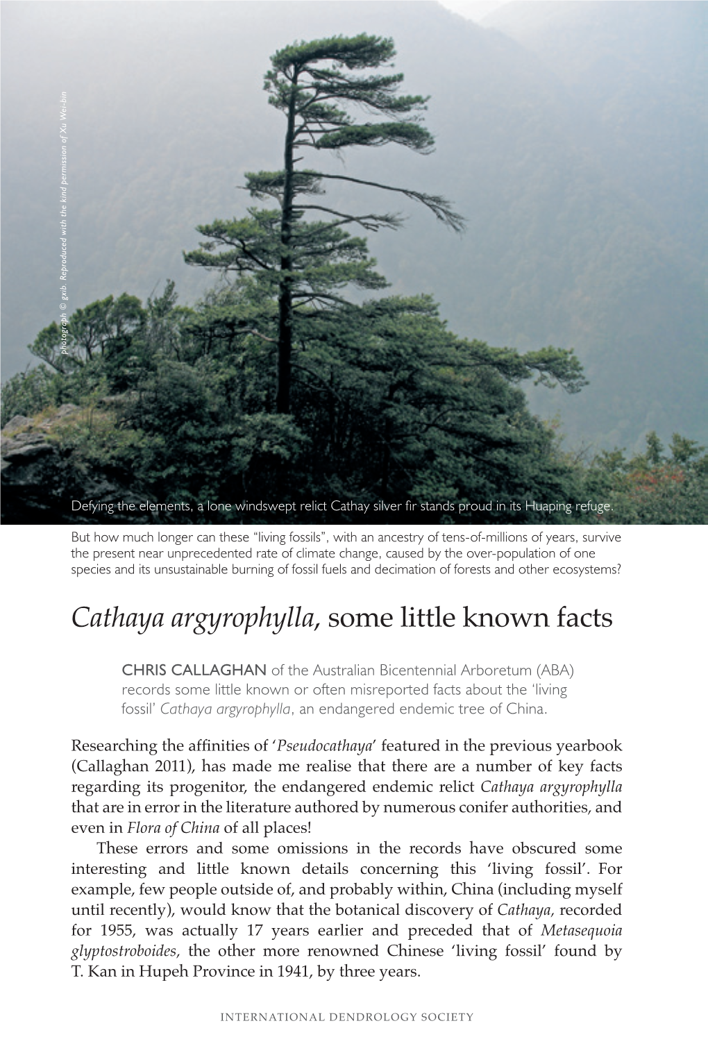 Cathaya Argyrophylla, Some Little Known Facts