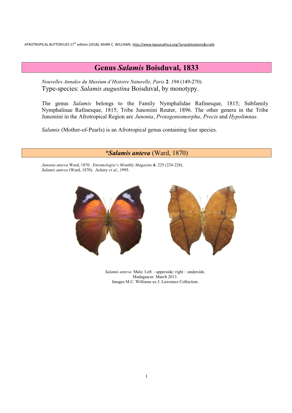 177 Genus Salamis Boisduval