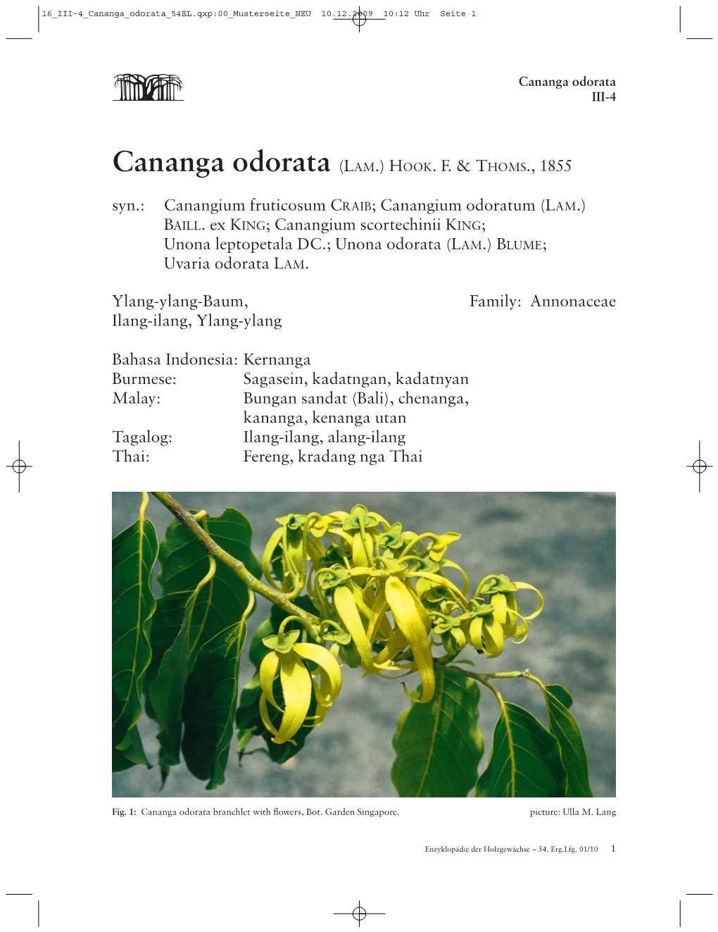 Cananga Odorata III-4