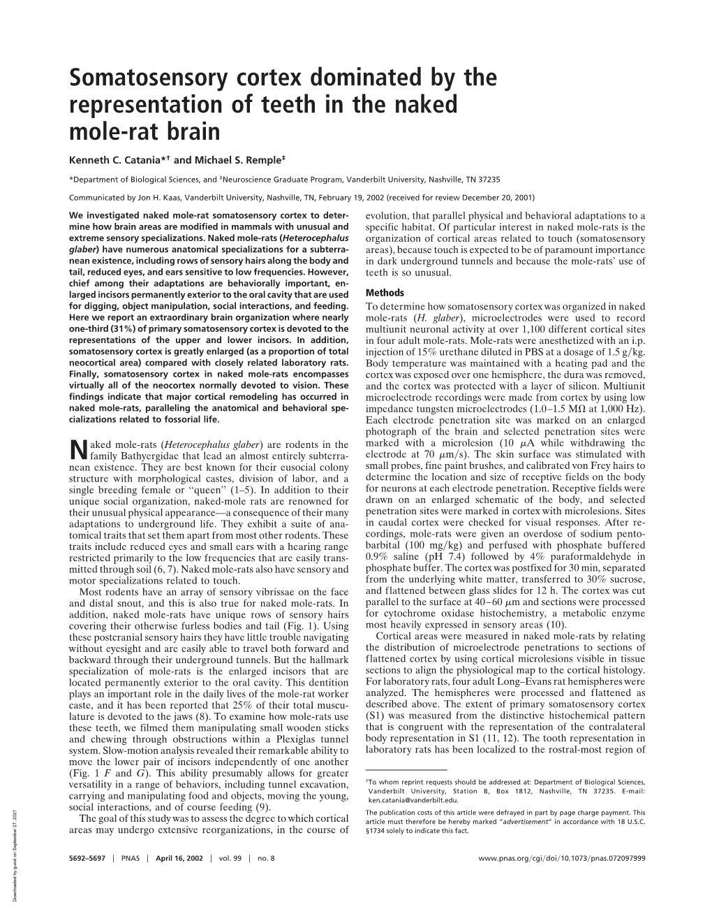 Somatosensory Cortex Dominated by the Representation of Teeth in the Naked Mole-Rat Brain