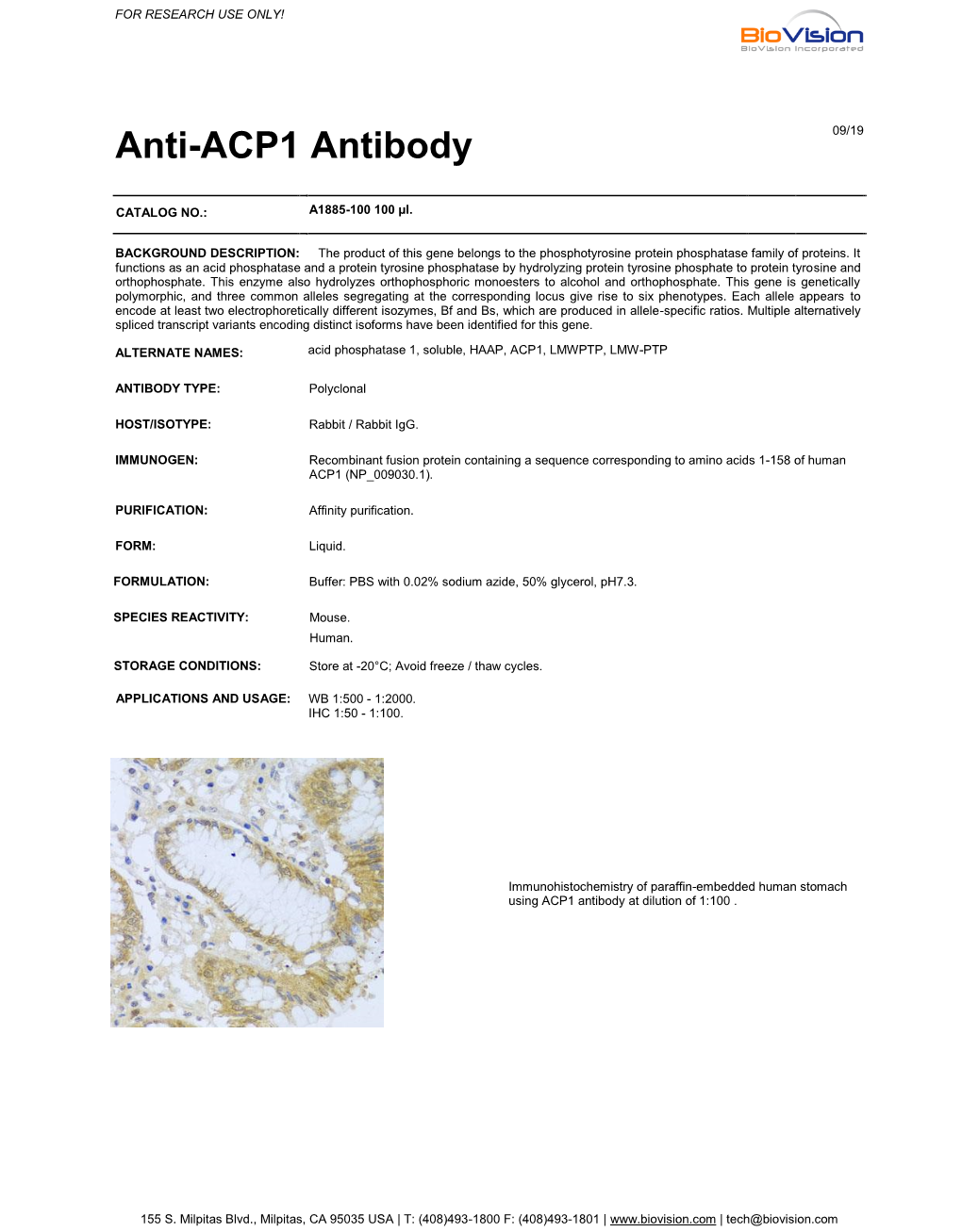 Anti-ACP1 Antibody