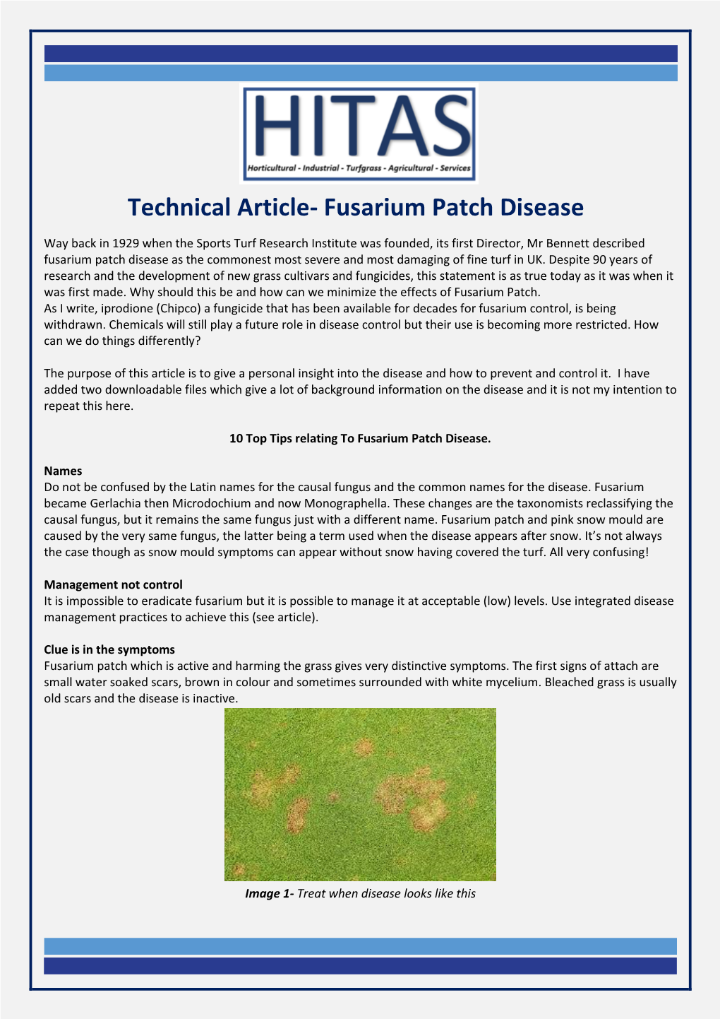 Fusarium Patch Disease