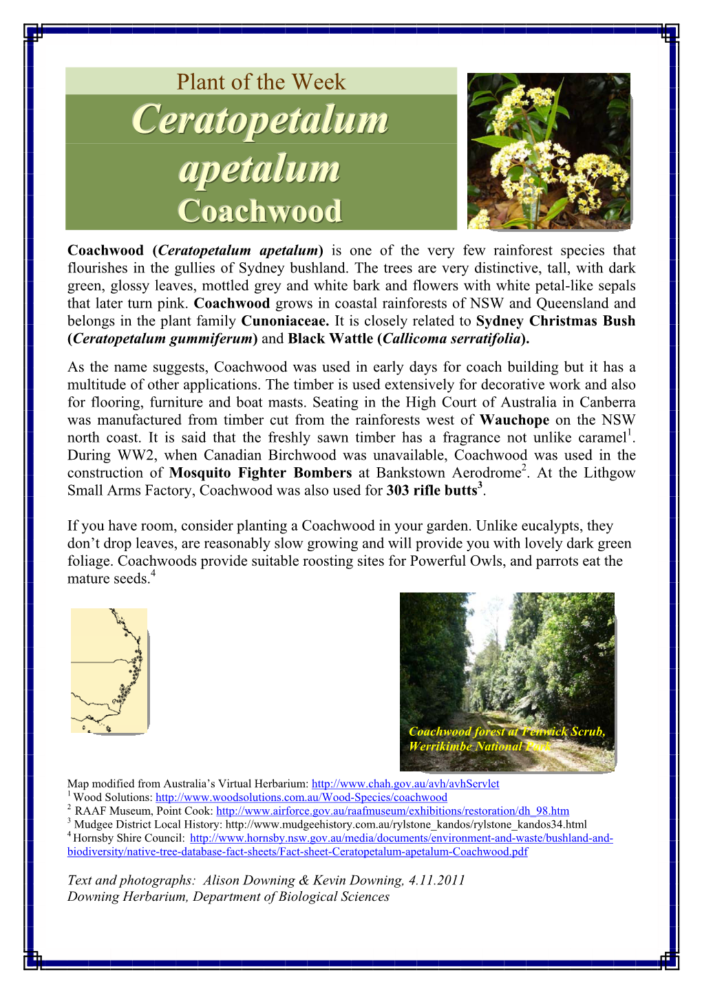 Ceratopetalum Apetalum) Is One of the Very Few Rainforest Species That Flourishes in the Gullies of Sydney Bushland