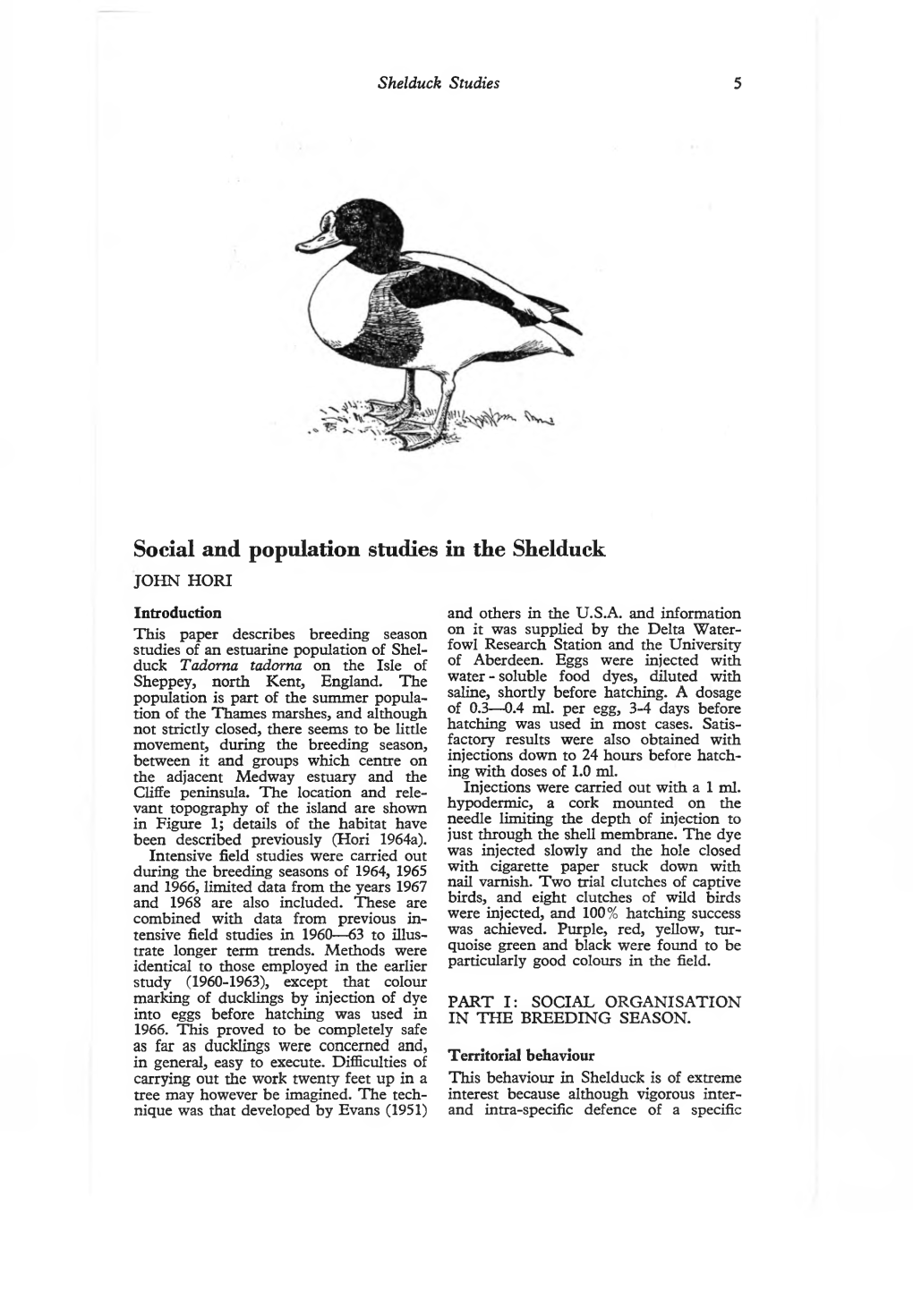 Social and Population Studies in the Shelduck