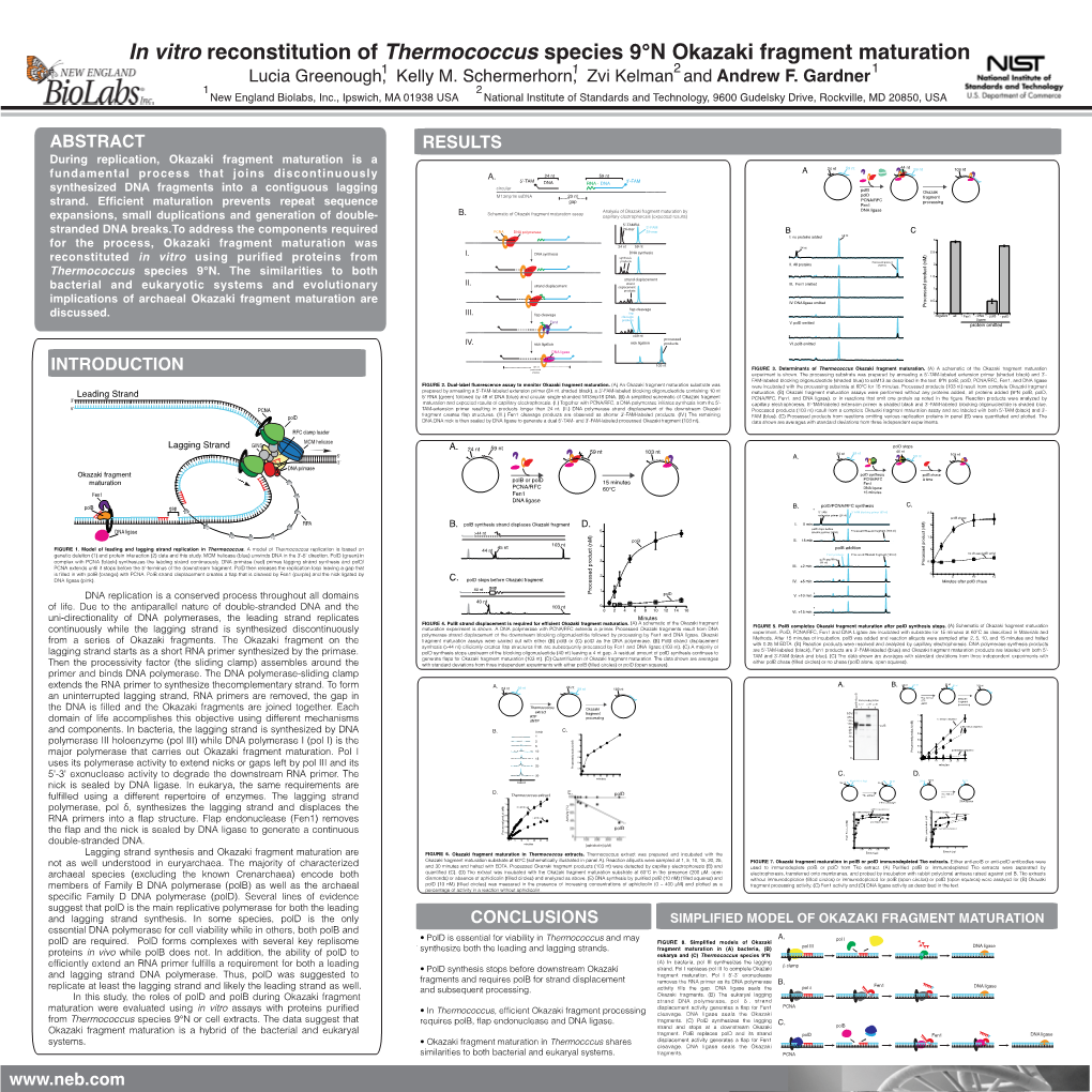 In Vitro Reconstitution of Thermococcus Species 9°N Okazaki Fragment Maturation 2 1 Lucia Greenough,1 Kelly M