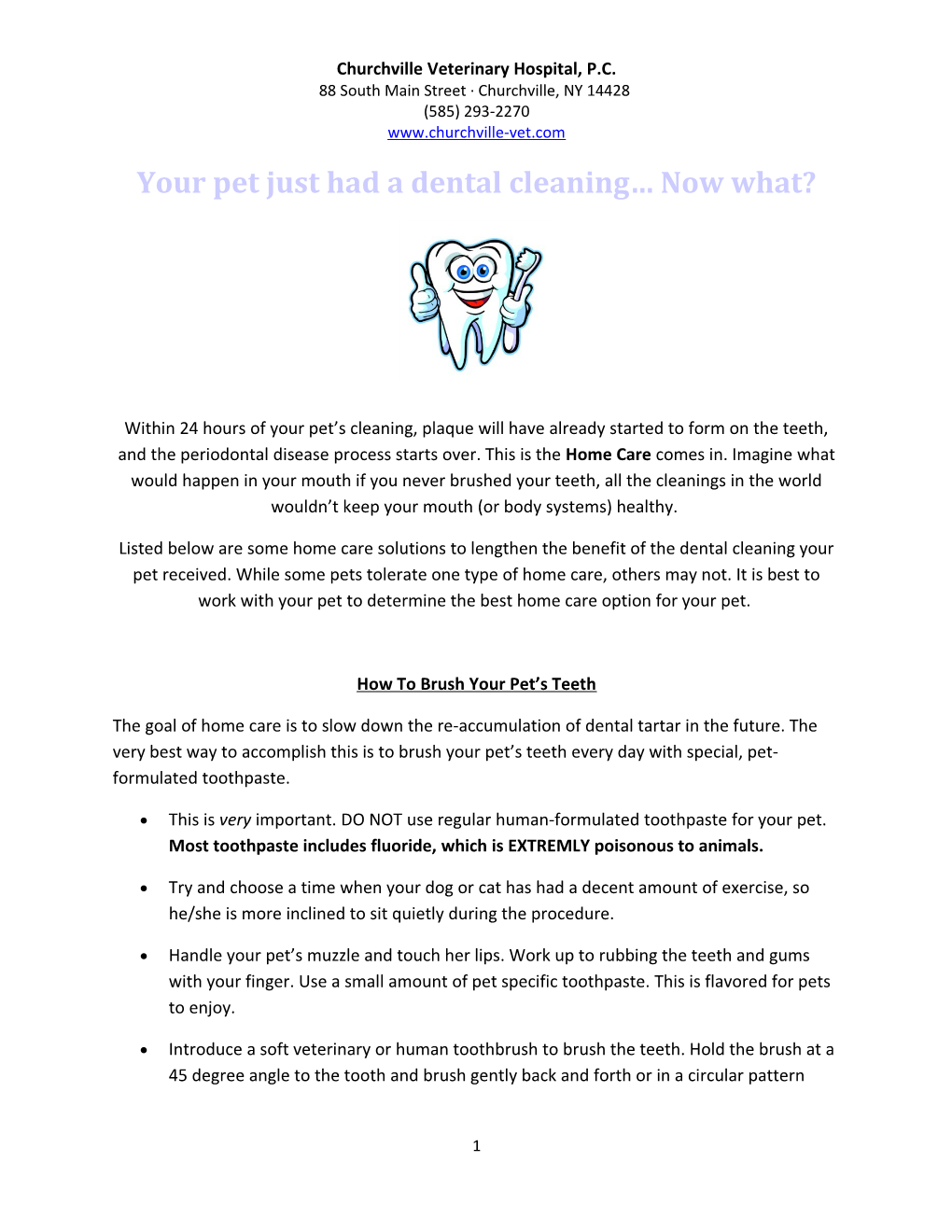 Your Pet Just Had a Dental Cleaning Now What?