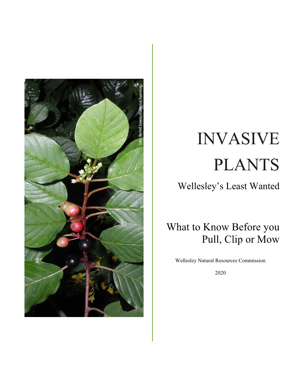 INVASIVE PLANTS Wellesley’S Least Wanted