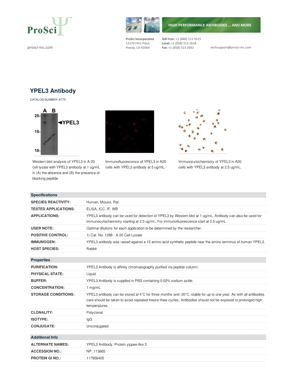 YPEL3 Antibody