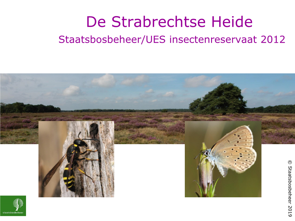 De Strabrechtse Heide