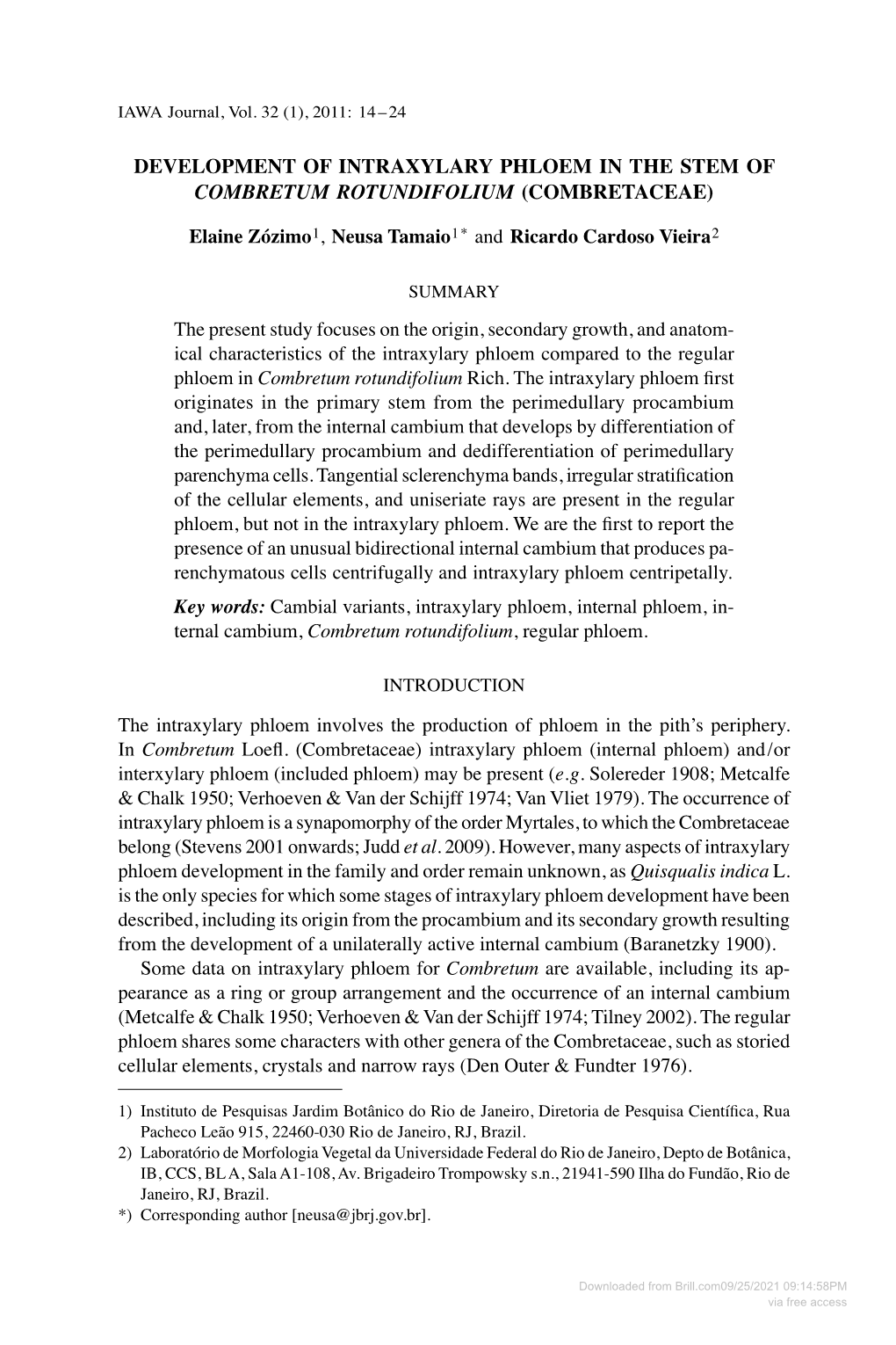 Development of Intraxylary Phloem in the Stem of Combretum Rotundifolium (Combretaceae)