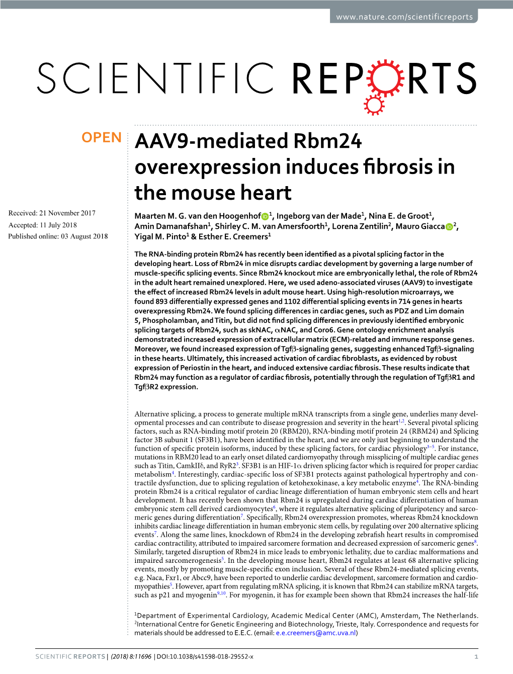 AAV9-Mediated Rbm24 Overexpression Induces Fibrosis in the Mouse Heart