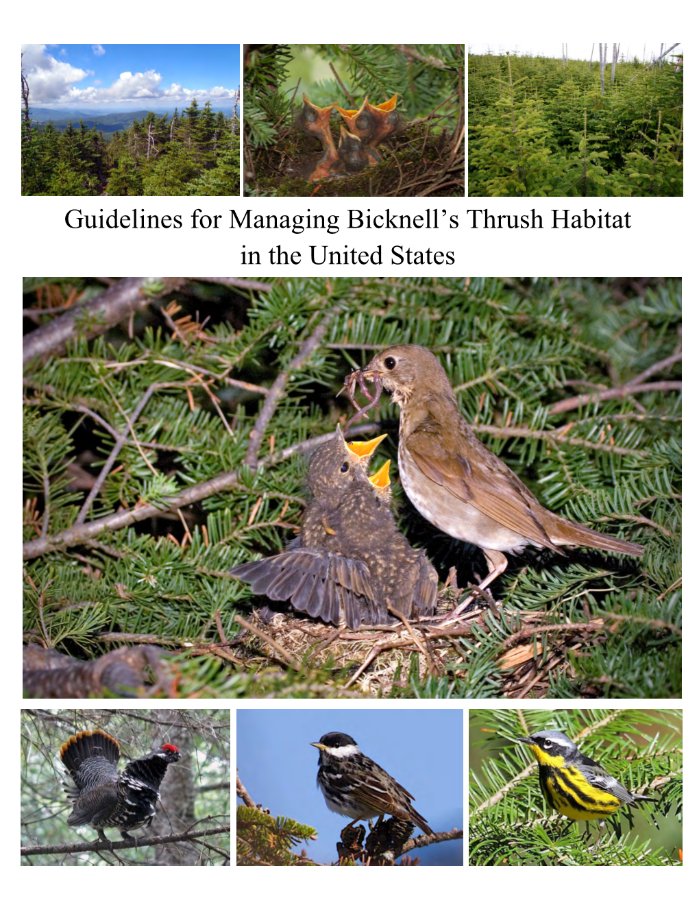 Guidelines for Managing Bicknell's Thrush Habitat in the United States