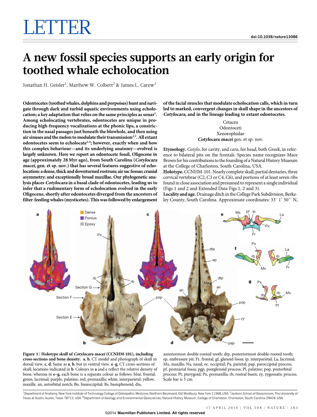 A New Fossil Species Supports an Early Origin for Toothed Whale Echolocation