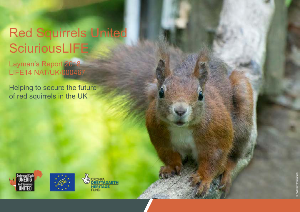 Red Squirrels United Sciuriouslife