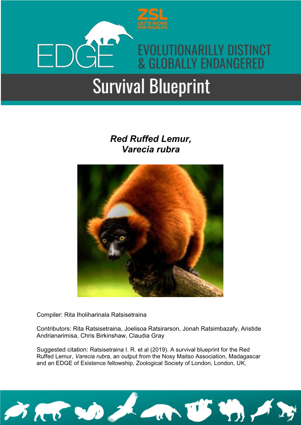 Red Ruffed Lemur, Varecia Rubra