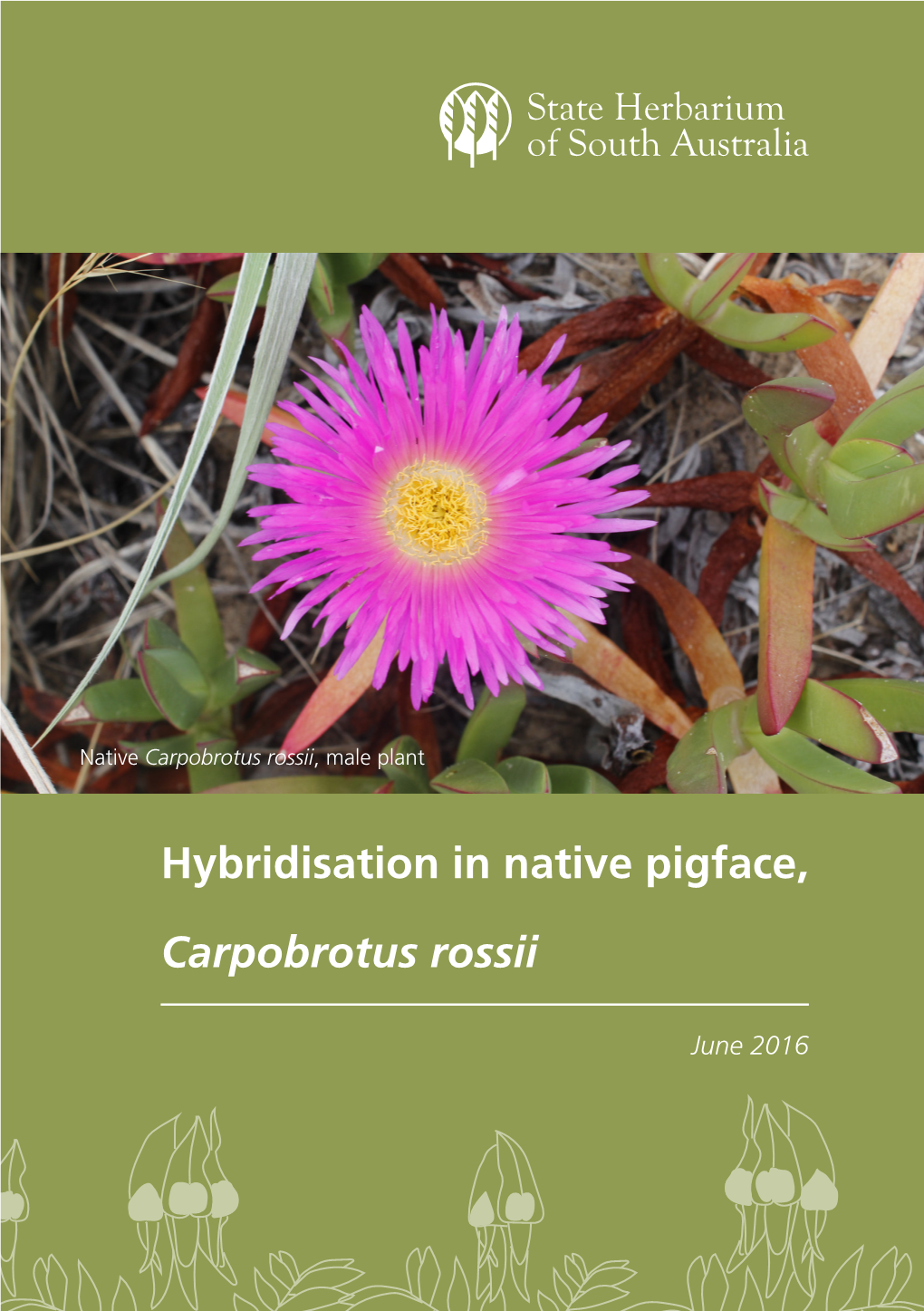 Hybridisation in Native Pigface, Carpobrotus Rossii