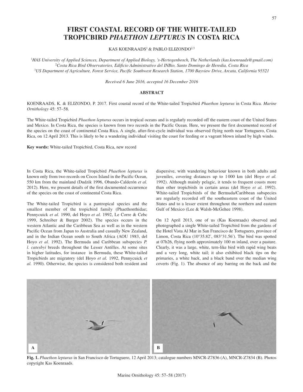 (2017). First Coastal Record of the White-Tailed Tropicbird Phaethon