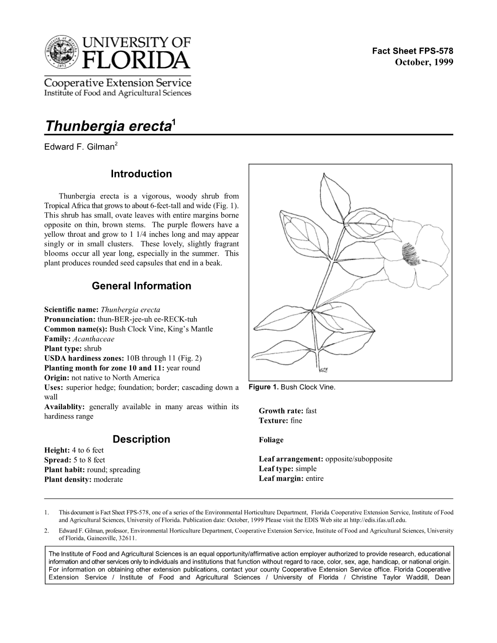 Thunbergia Erecta1