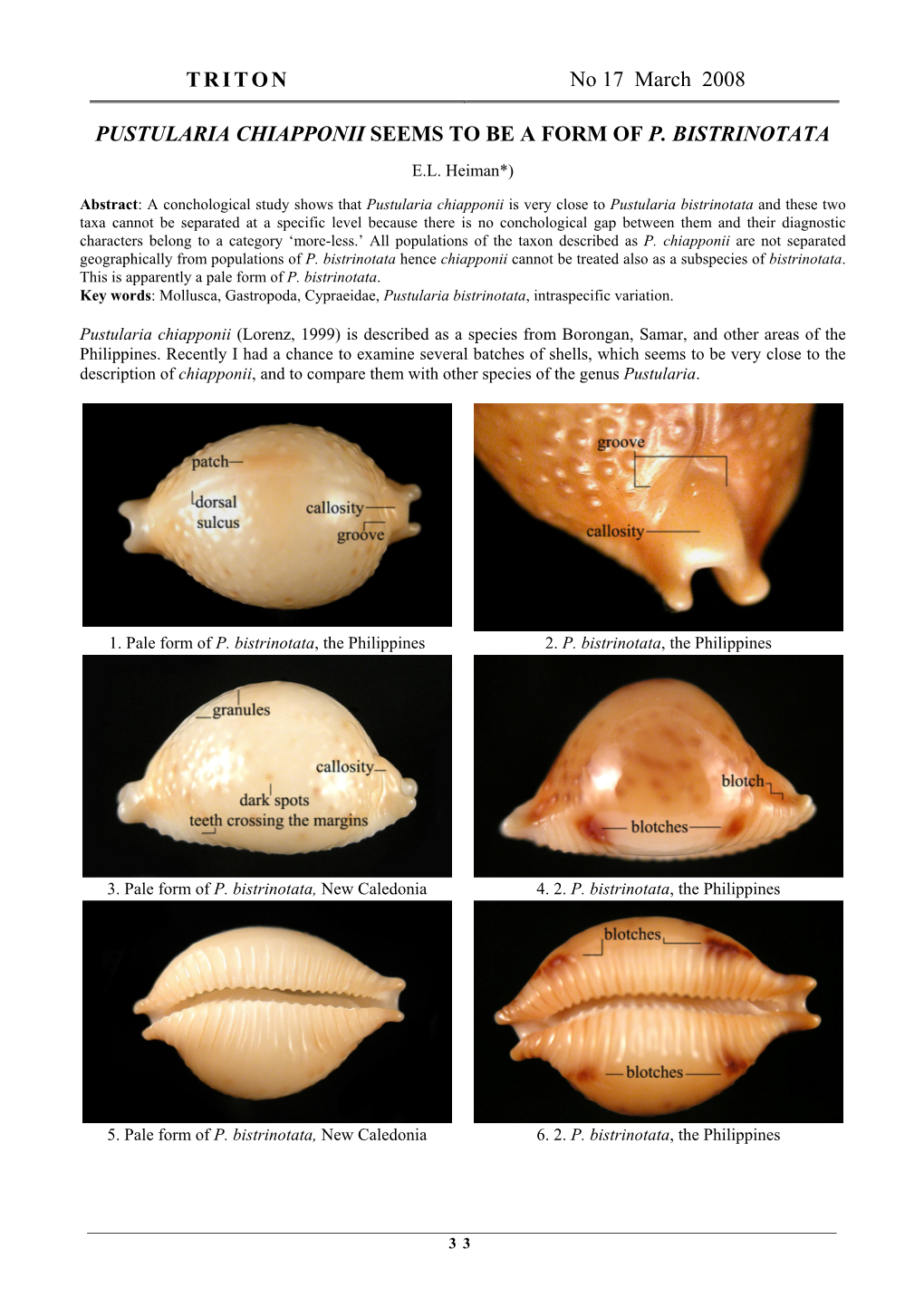 Pustularia Chiapponii Seems to Be a Form of P