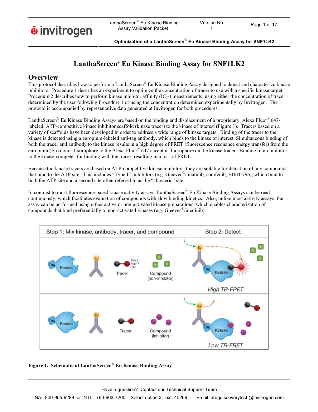 Lanthascreen® Eu Kinase Binding Assay for SNF1LK2 Overview