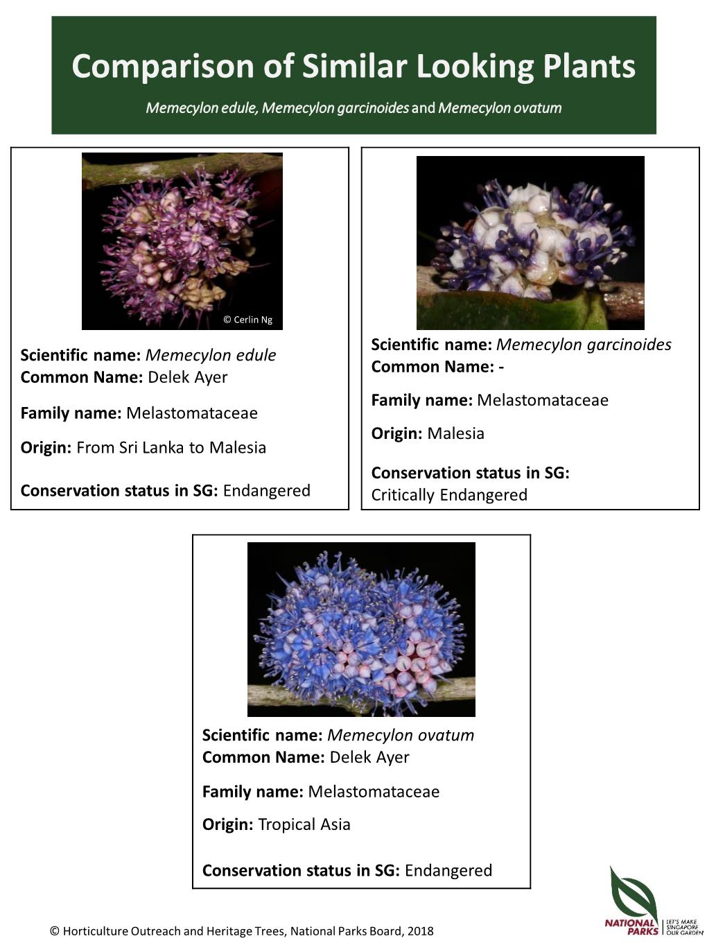 Comparison of Similar Looking Plants Memecylon Edule, Memecylon Garcinoides and Memecylon Ovatum