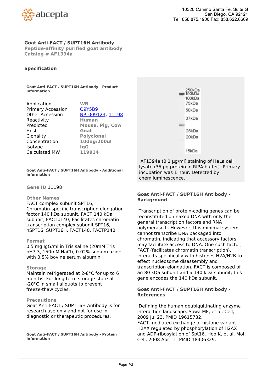 Goat Anti-FACT / SUPT16H Antibody Peptide-Affinity Purified Goat Antibody Catalog # Af1394a