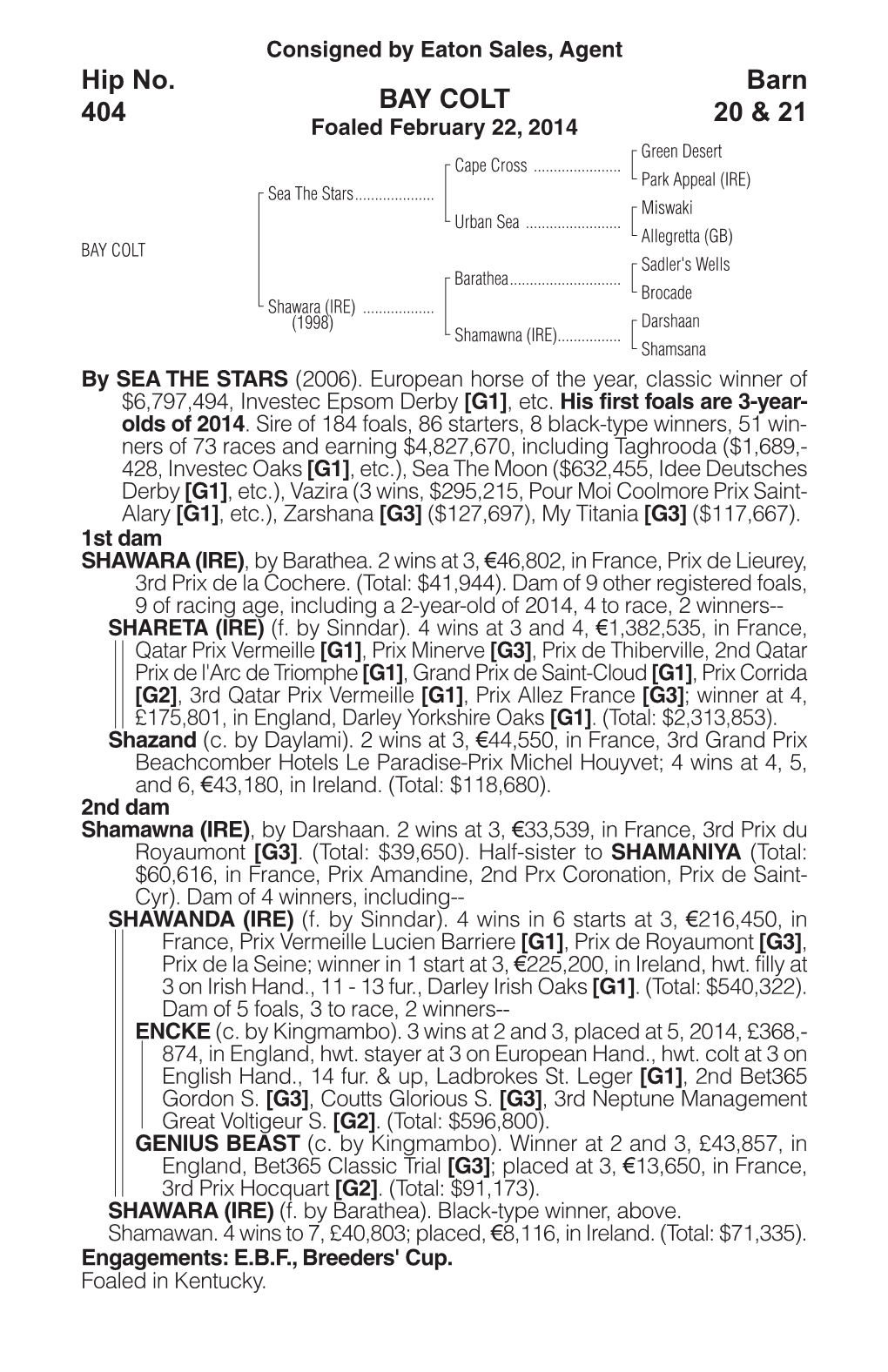 BAY COLT Barn 20 & 21 Hip No