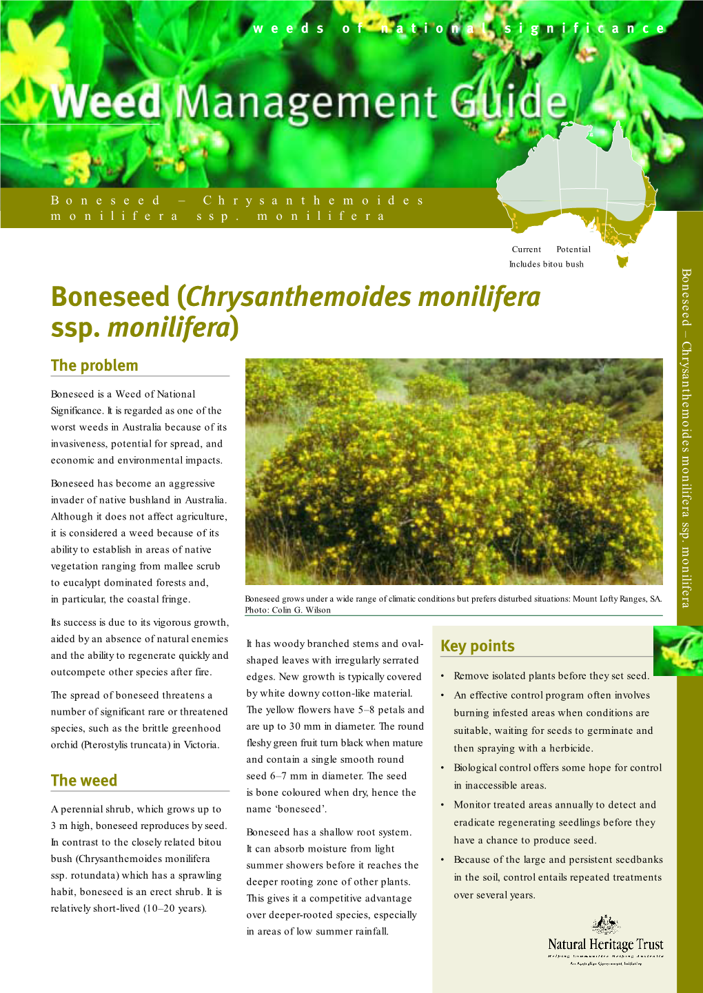Boneseed Weed Management Guide
