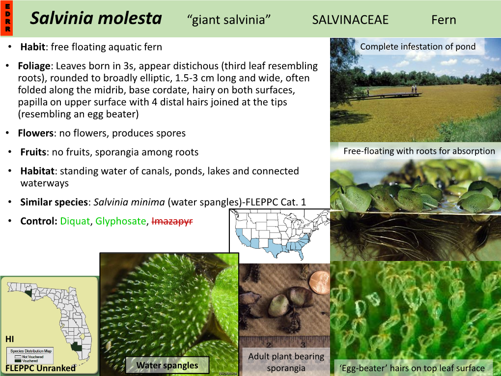 Salvinia Molesta