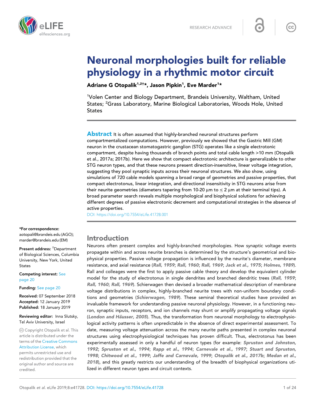 Neuronal Morphologies Built for Reliable Physiology in a Rhythmic Motor Circuit Adriane G Otopalik1,2†*, Jason Pipkin1, Eve Marder1*