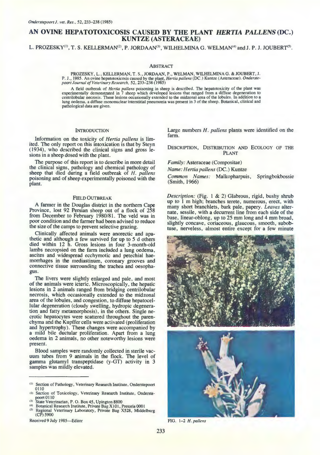 An Ovine Hepatotoxicosis Caused by the Plant Hertia Pallens(Dc.) Kuntze (Asteraceae) L
