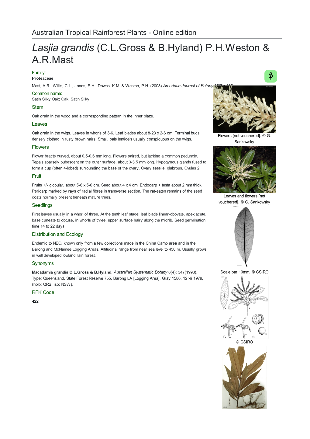 Lasjia Grandis (C.L.Gross & B.Hyland) P.H.Weston & A.R.Mast Family: Proteaceae Mast, A.R., Willis, C.L., Jones, E.H., Downs, K.M