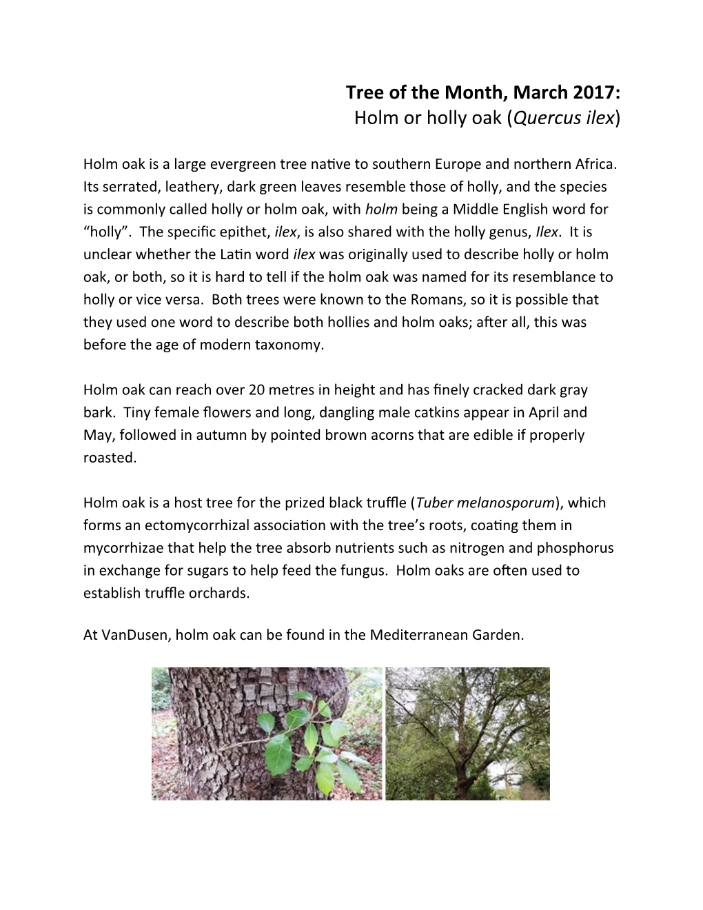 Tree of the Month, March 2017: Holm Or Holly Oak (Quercus Ilex)